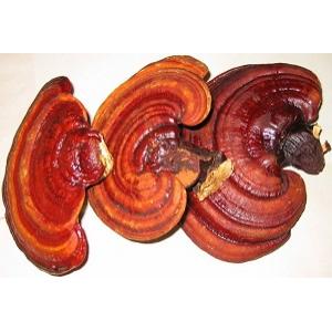 Reishi Extract Polysaccharides 10% (fruit body) & 4% Triterpenoids + 20mg Vitamin C 100 capsules à 500mg